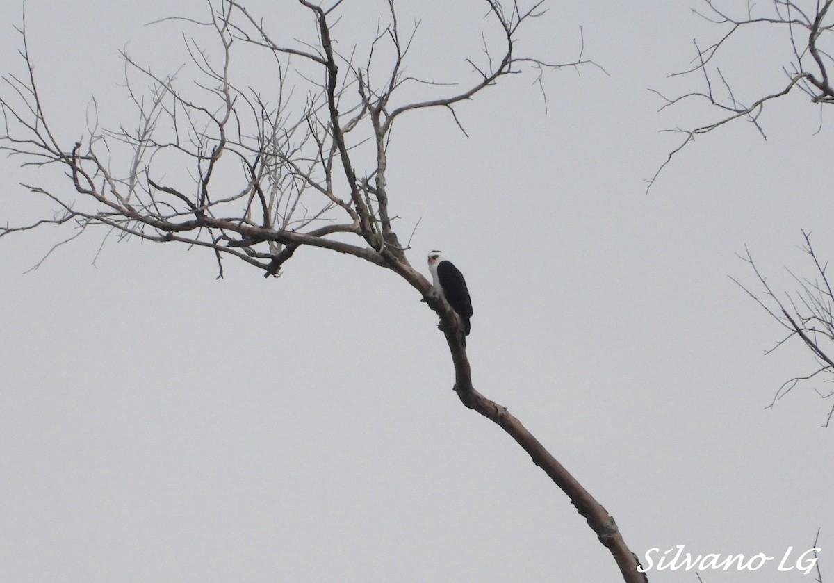 Águila Blanquinegra - ML418858241