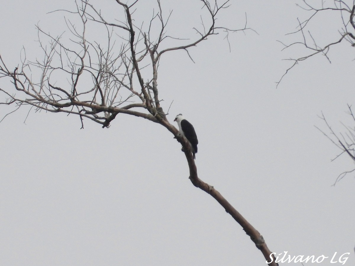 Águila Blanquinegra - ML418858301