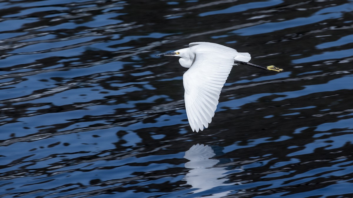 Little Egret - ML418858861