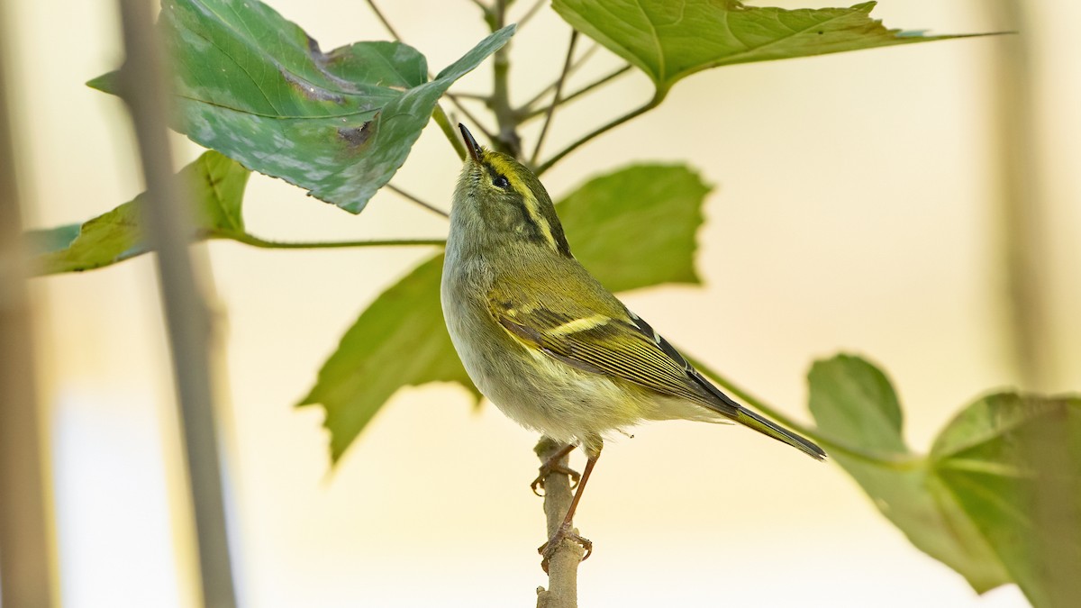 Pallas's Leaf Warbler - ML418858911