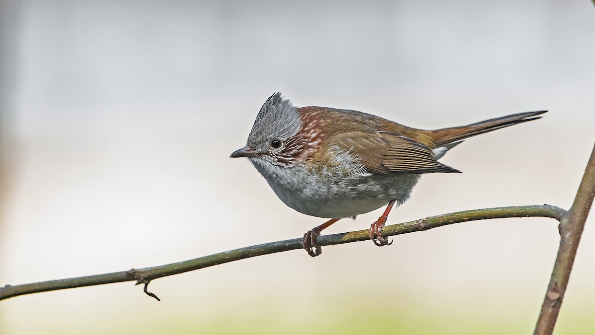 Yuhina Indochina - ML418858921