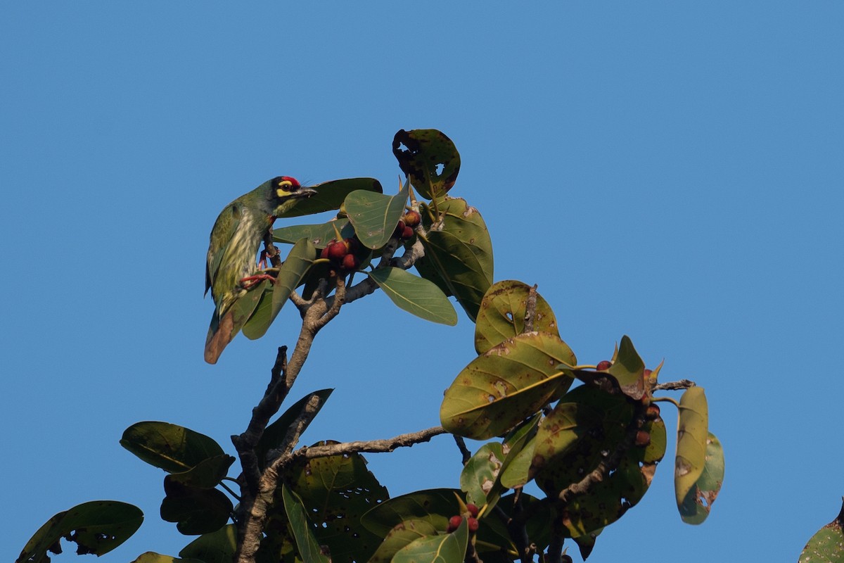 Coppersmith Barbet - ML418858961