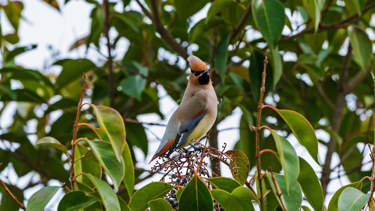 Japanese Waxwing - ML418858971