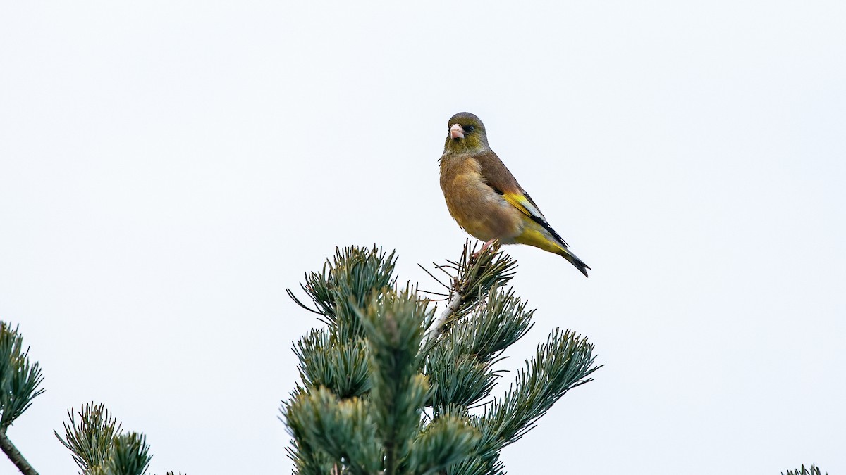 Oriental Greenfinch - ML418859181