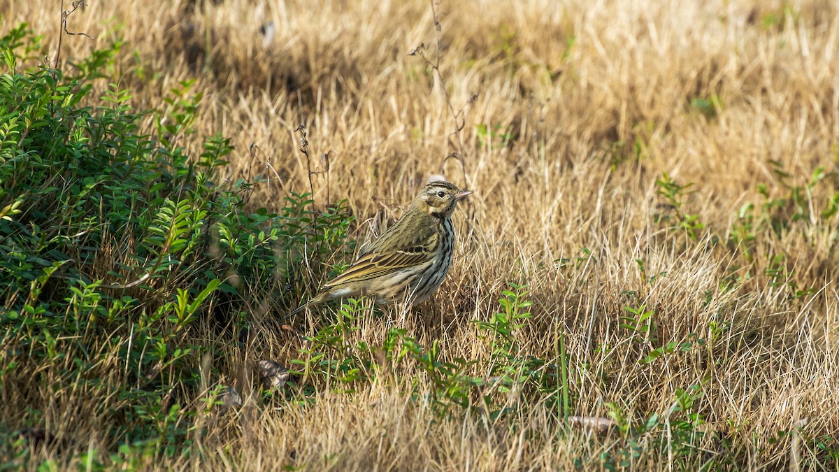 Olive-backed Pipit - ML418859191