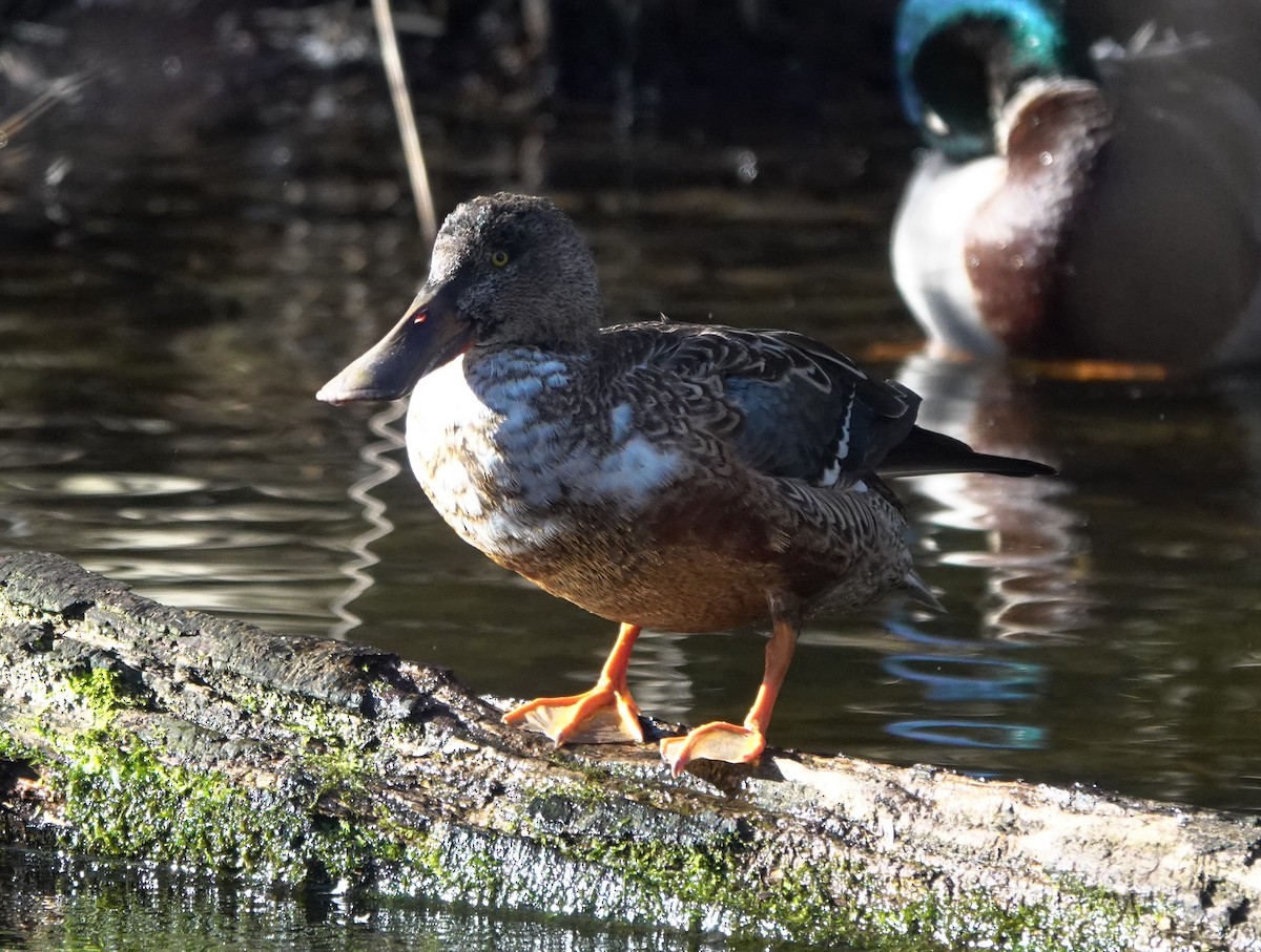 Northern Shoveler - ML418859211