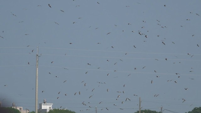 Oriental Pratincole - ML418859441