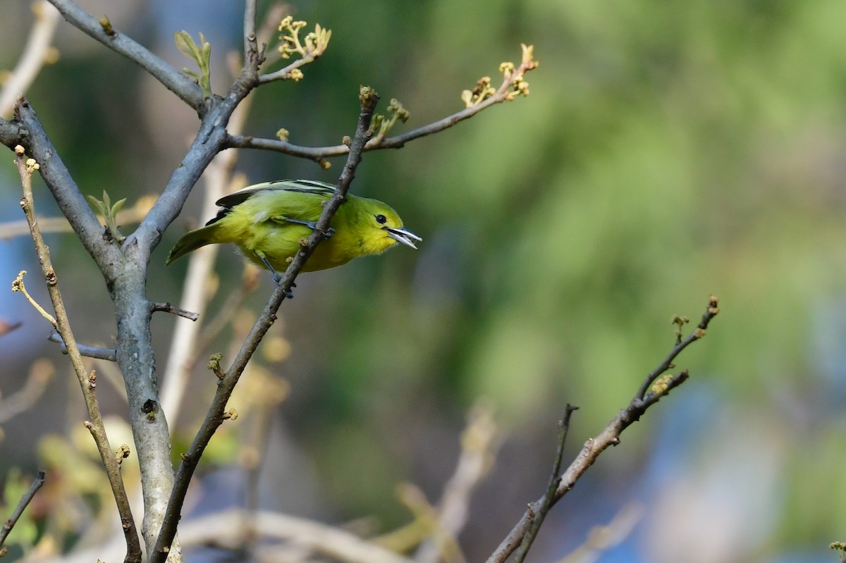 Common Iora - ML418859691