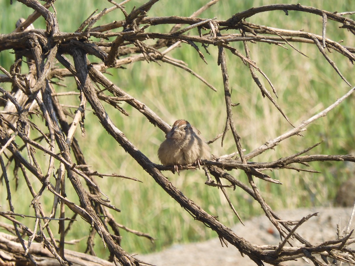 Rufous-crowned Sparrow - ML418860231