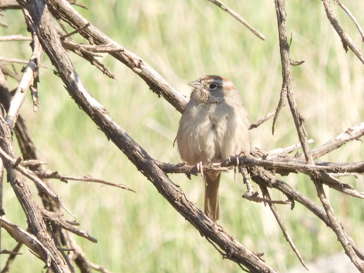 Rufous-crowned Sparrow - ML418860281