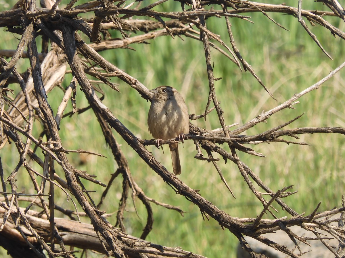 Rufous-crowned Sparrow - ML418860361
