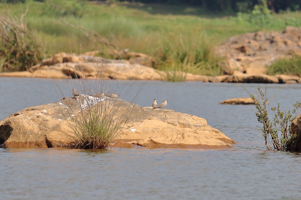 Small Pratincole - ML418860871