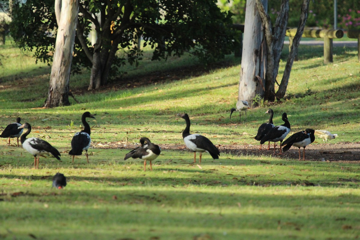 Magpie Goose - ML418860891