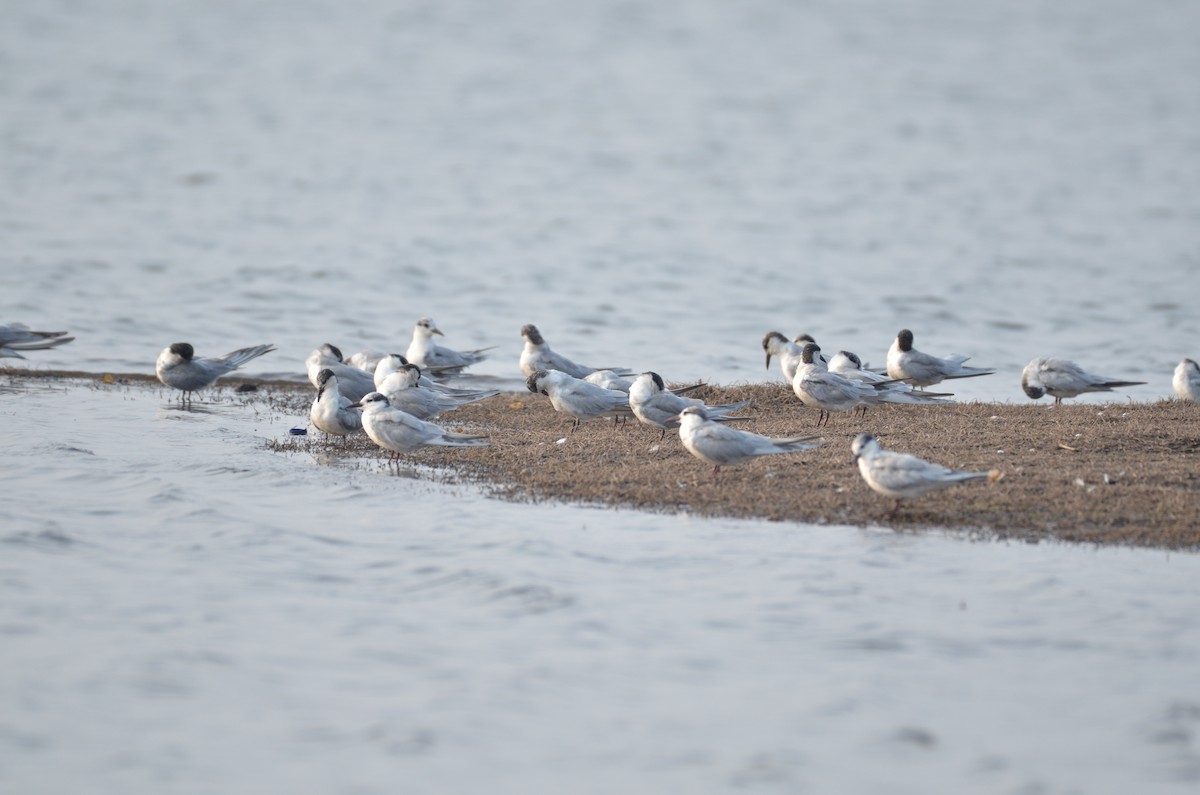 rybák bahenní - ML418860911