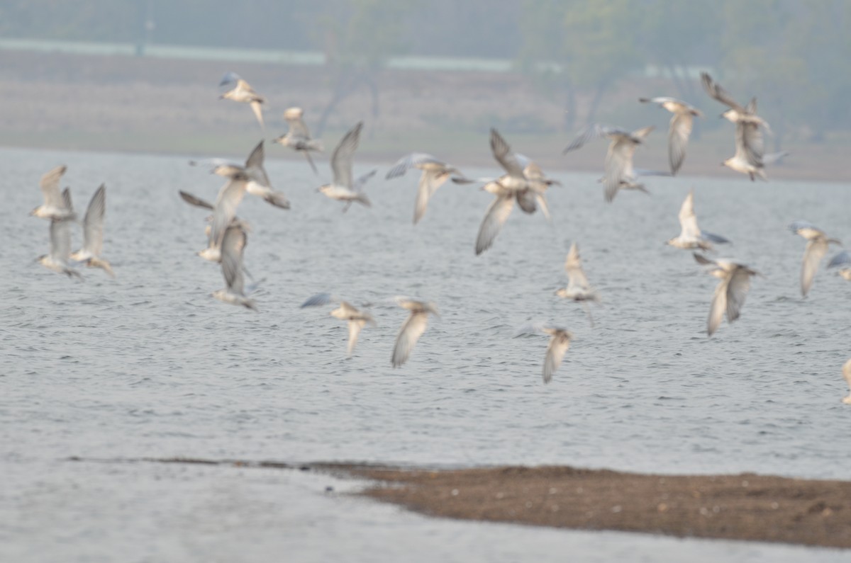 rybák bahenní - ML418860931