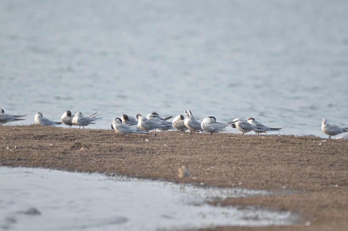 rybák bahenní - ML418860941