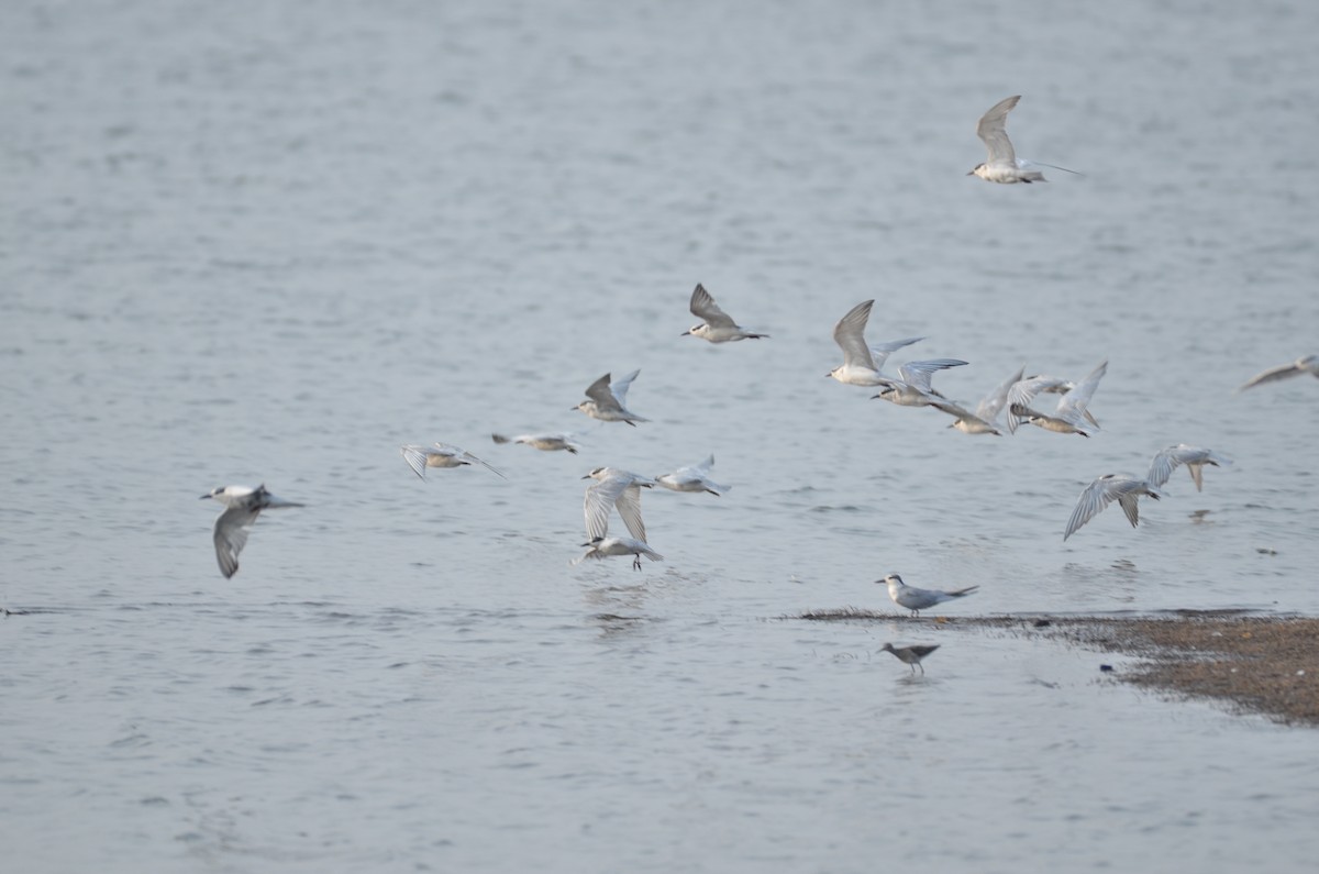 rybák bahenní - ML418860951