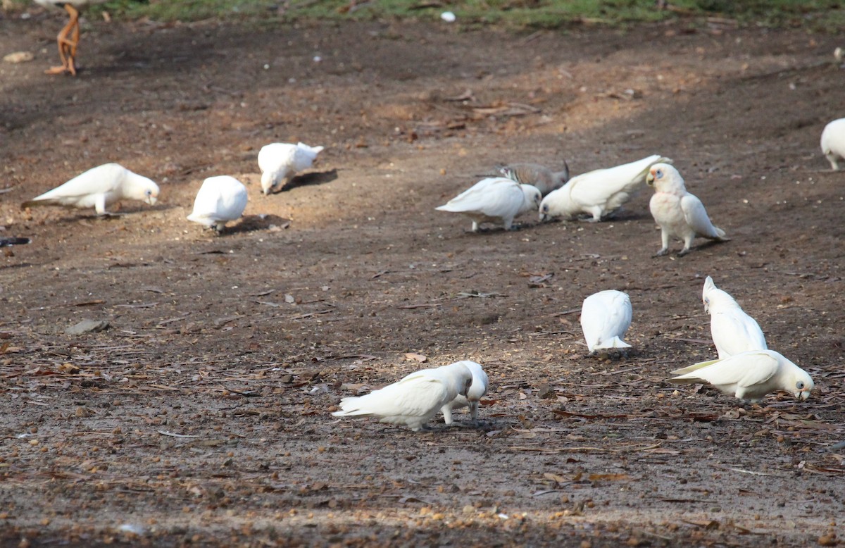 Cacatoès corella - ML418860981