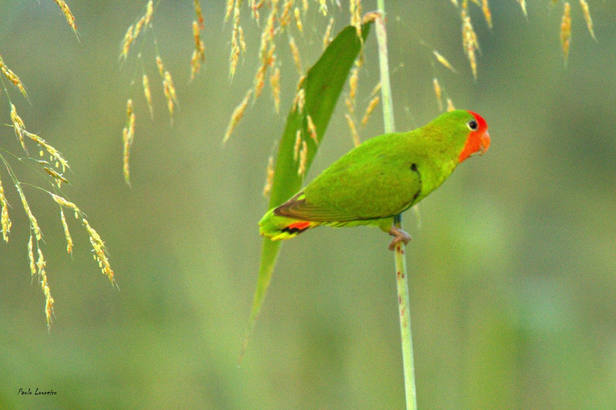 Red-headed Lovebird - ML41886101