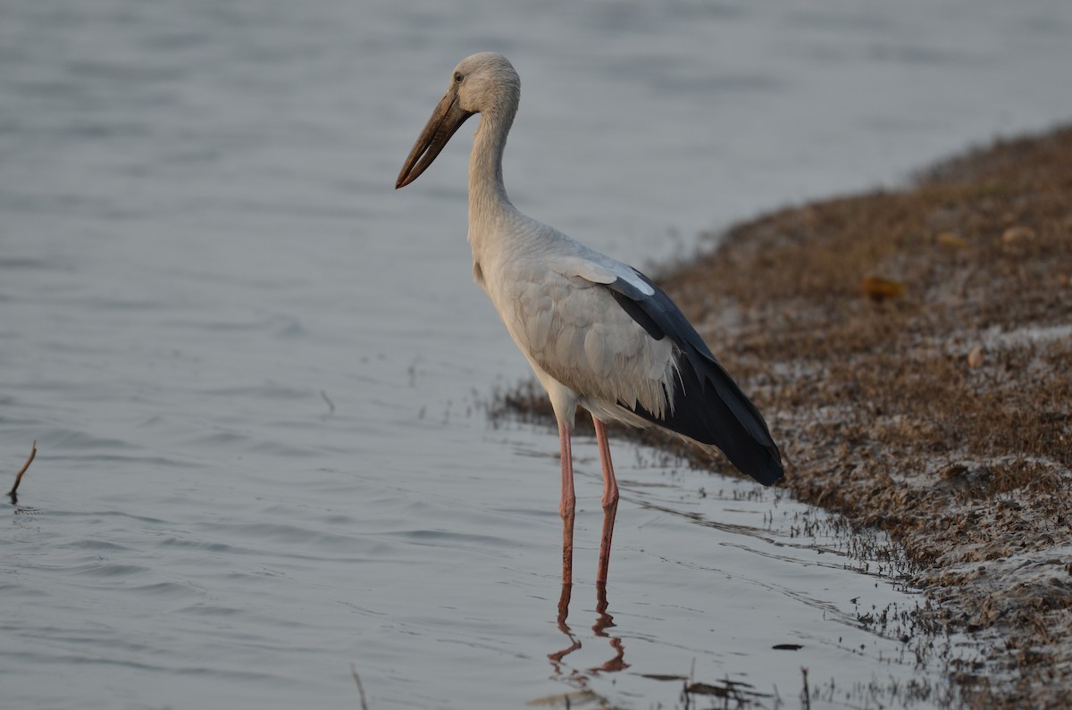 zejozob asijský - ML418861011