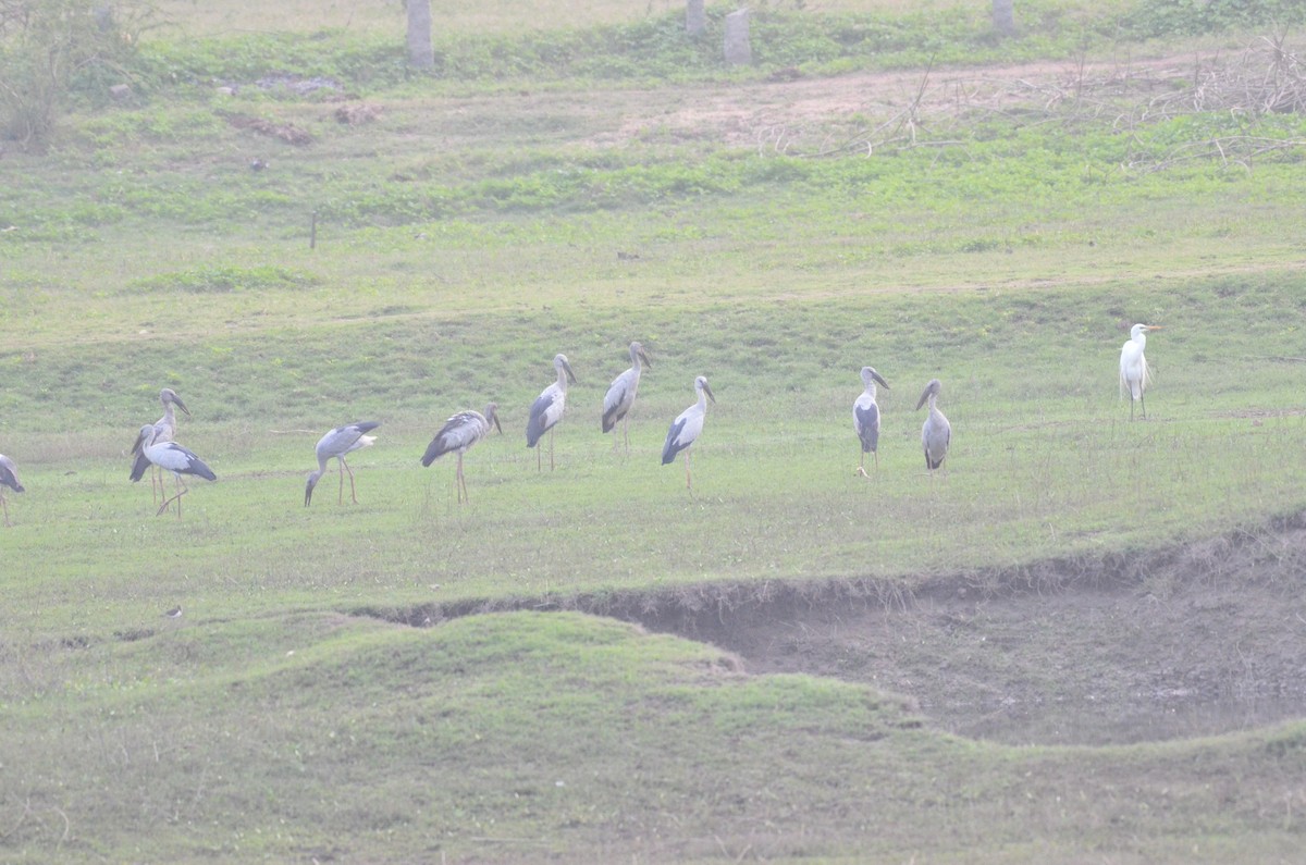 zejozob asijský - ML418861021