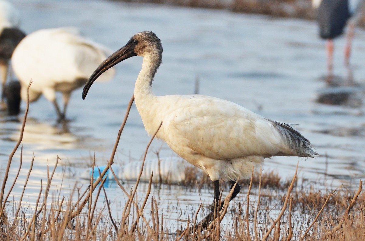 ibis černohlavý - ML418861081