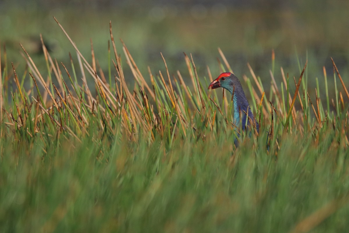 Gray-headed Swamphen - ML418862051