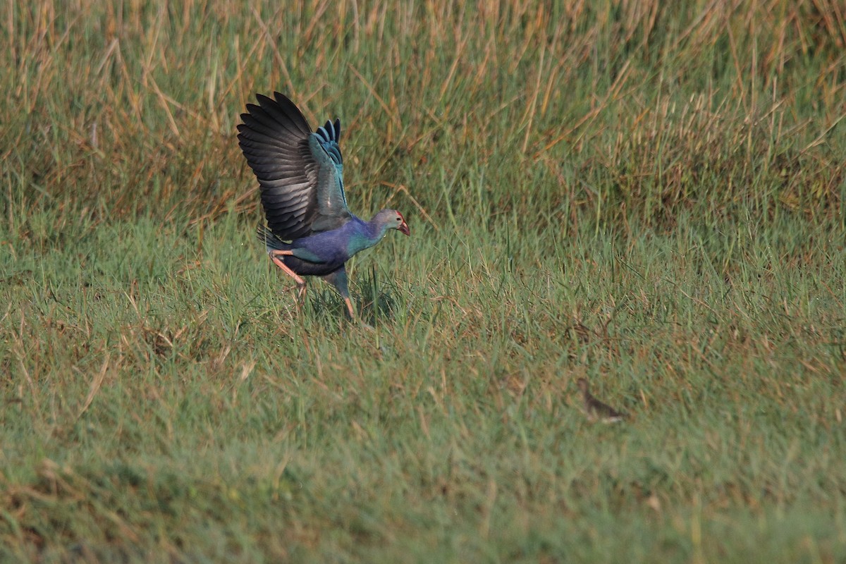 Gray-headed Swamphen - ML418862081