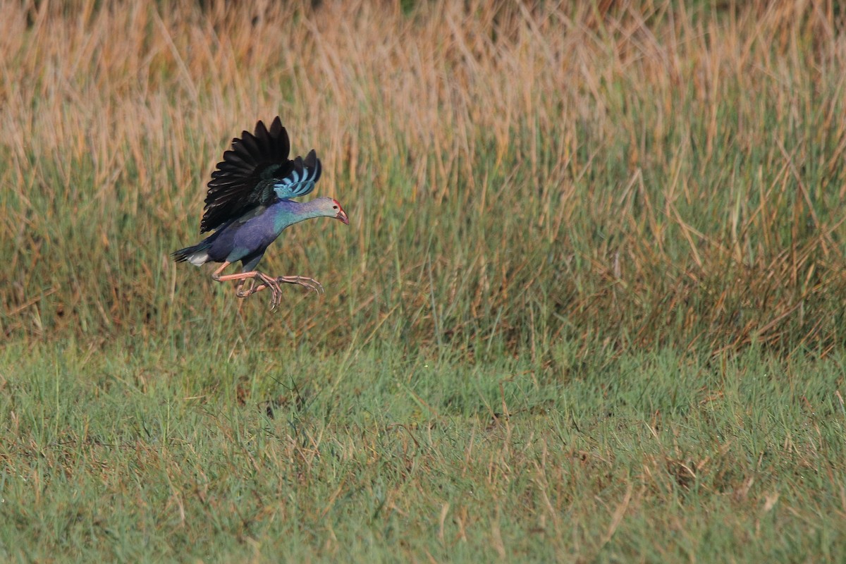 Gray-headed Swamphen - ML418862091