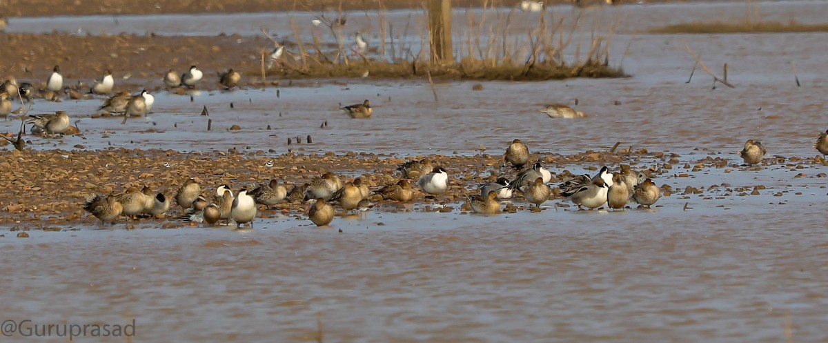 Garganey/Green-winged Teal - ML418862691