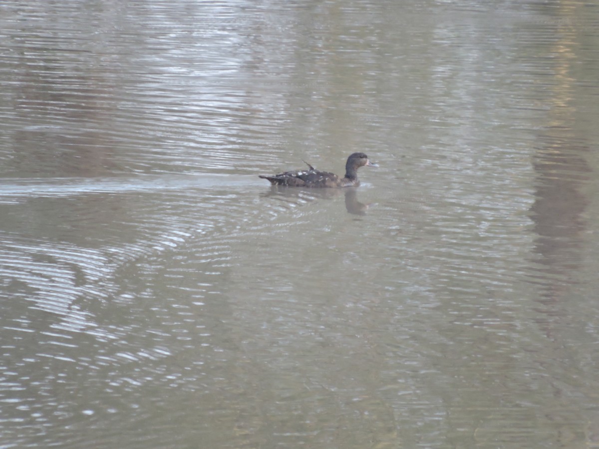 Canard noirâtre - ML418862771