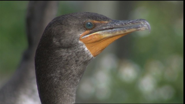 Double-crested Cormorant - ML418863