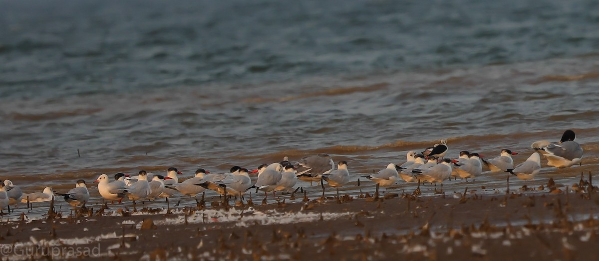 Whiskered Tern - ML418863151