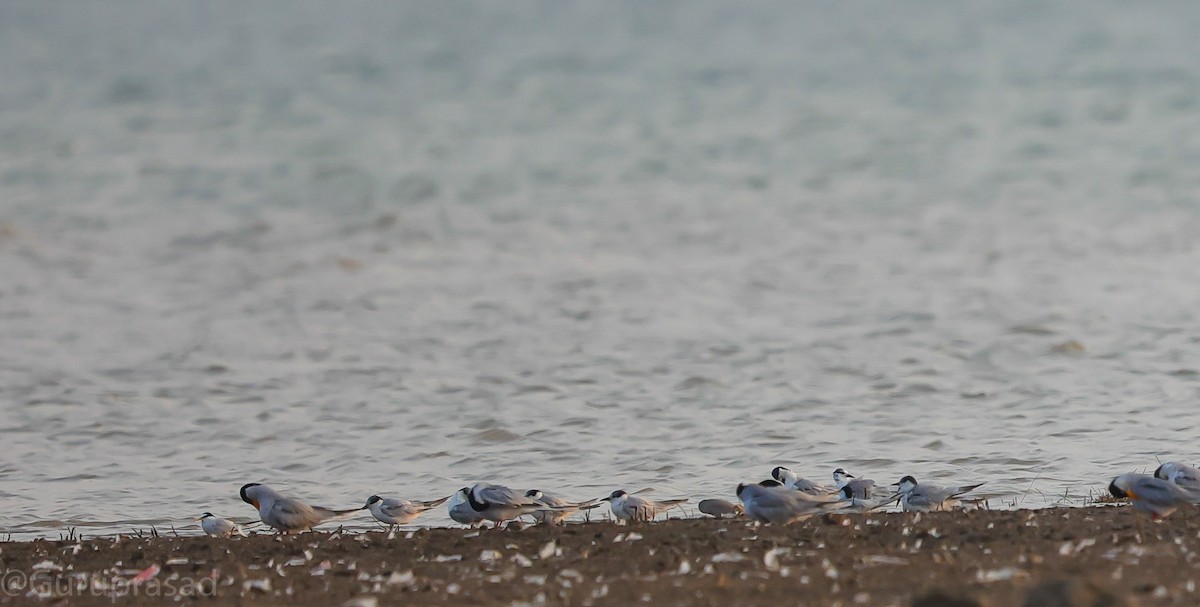 Whiskered Tern - ML418863181