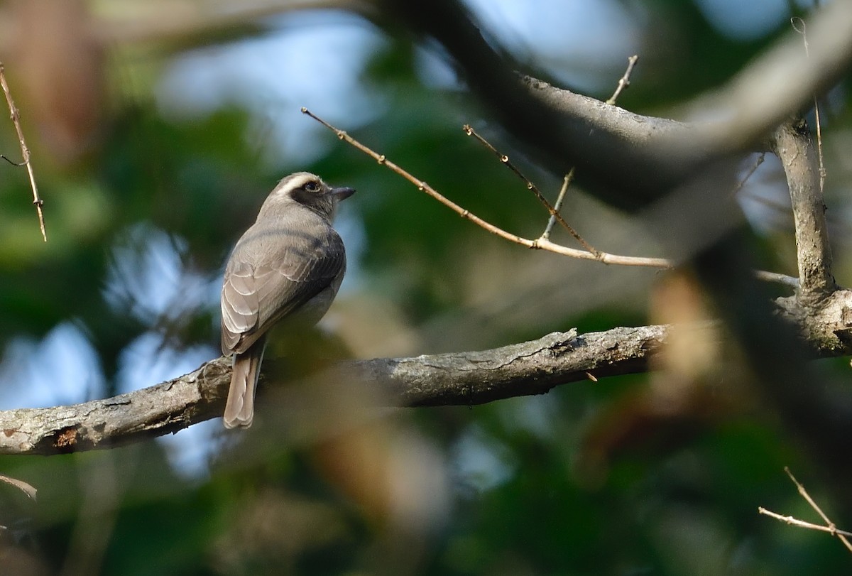 Common Woodshrike - ML418863421