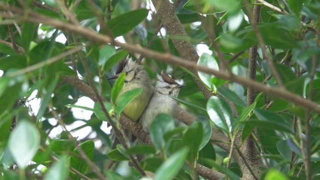Taiwan Yuhina - ML418865051