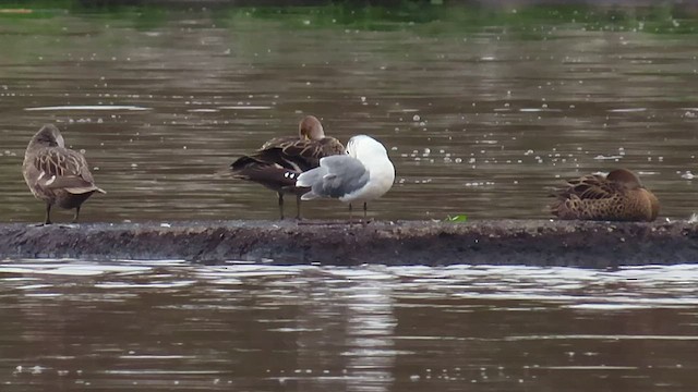 Mouette de Franklin - ML418866391