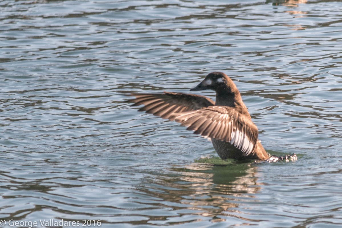 White-winged Scoter - ML41886831