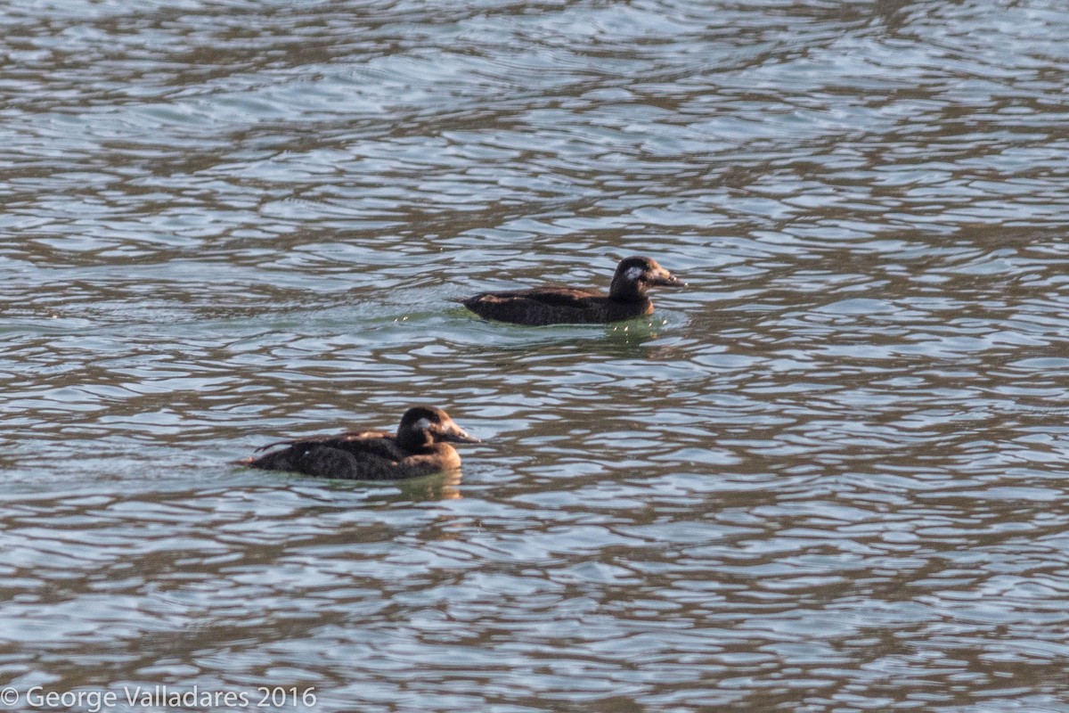 White-winged Scoter - ML41886841