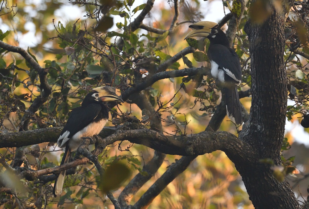 Oriental Pied-Hornbill - ML418869031