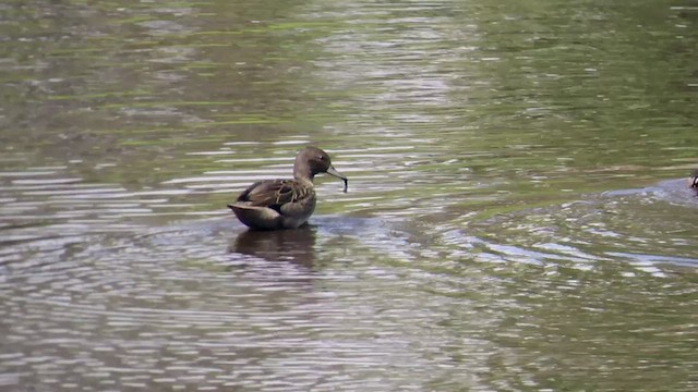 Andean Teal - ML418870821