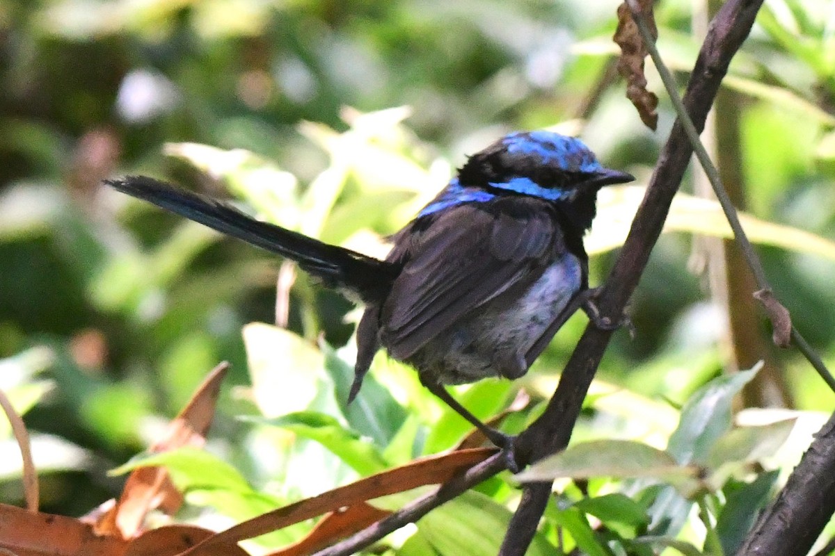 Superb Fairywren - ML418871711