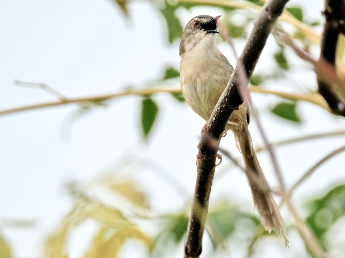 Yellow-bellied Prinia - ML418873071