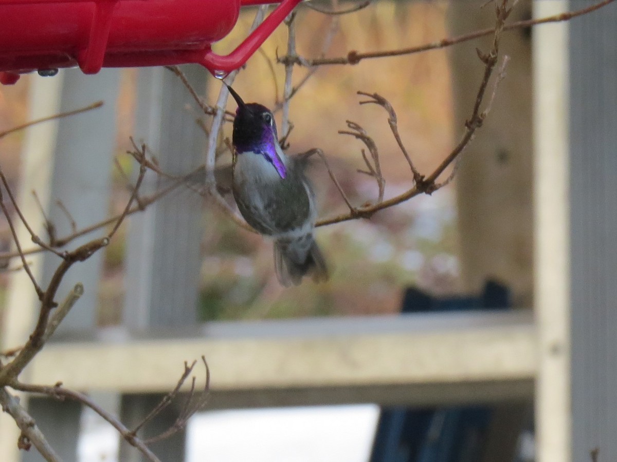 Costa's Hummingbird - Winnie Ferrier