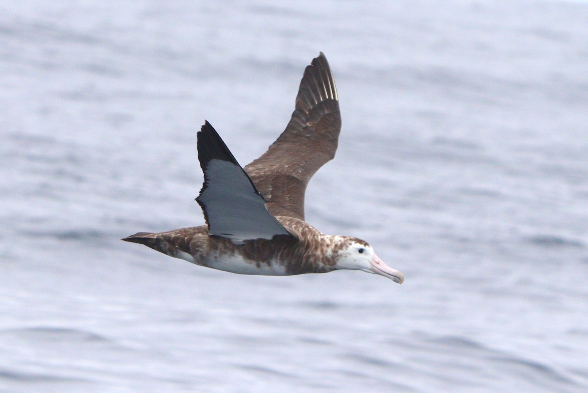 Amsterdam Albatross - ML418874651