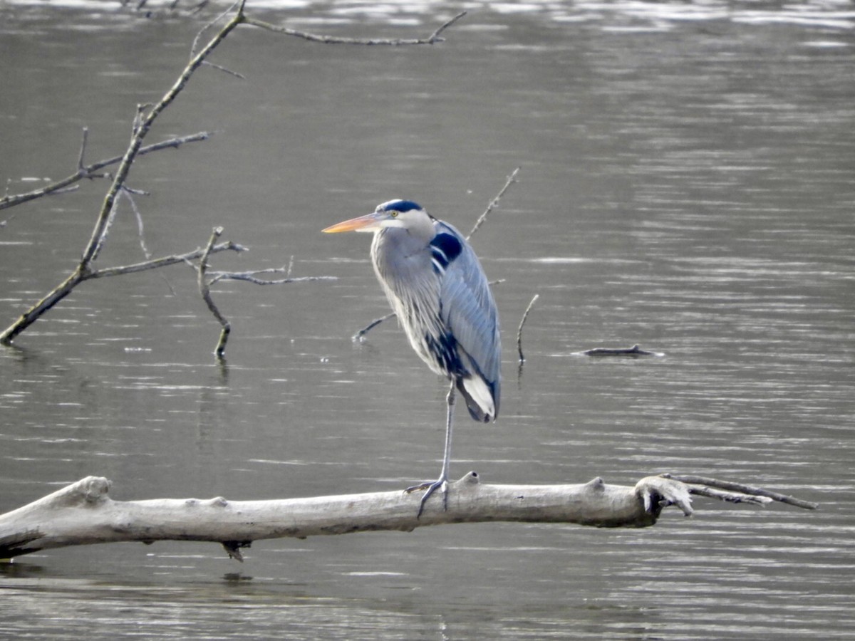 Great Blue Heron - ML418876221