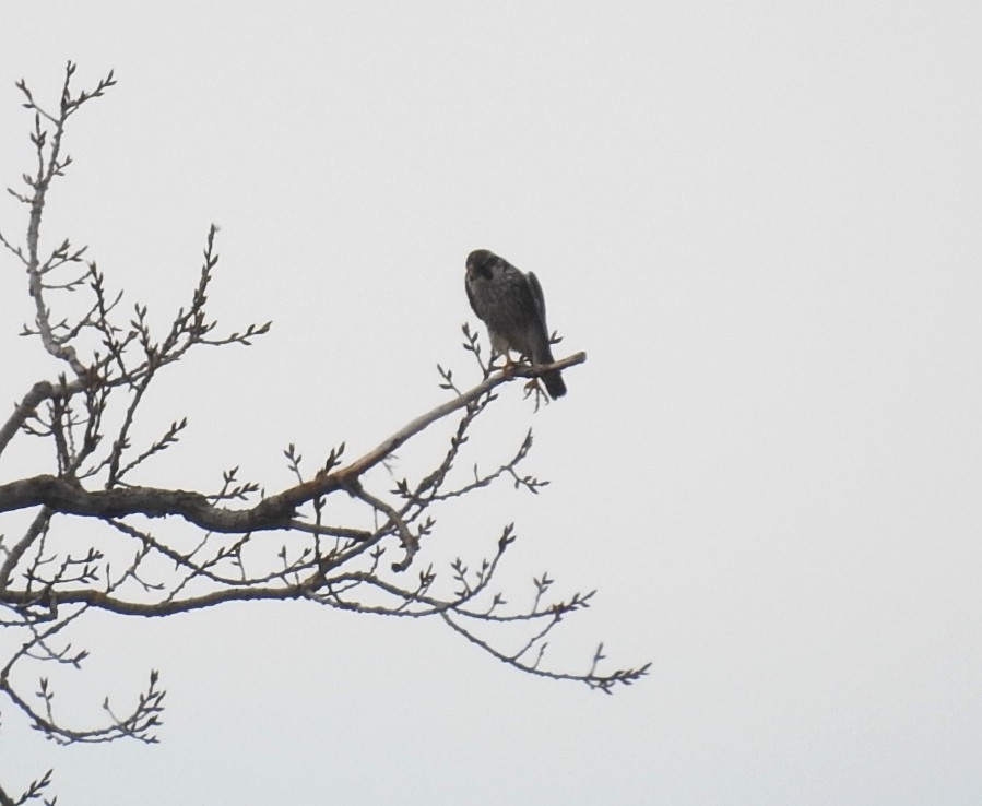 Peregrine Falcon - ML418877821