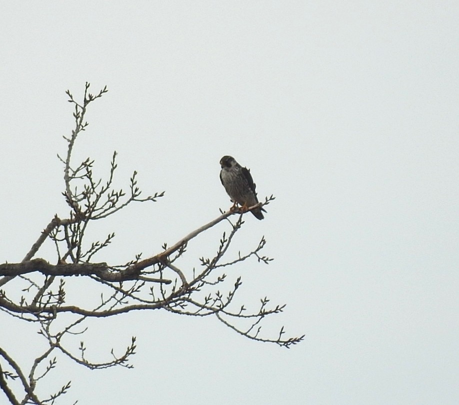 Peregrine Falcon - James Estep