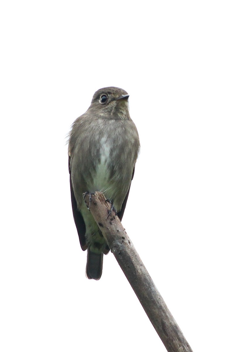 Dark-sided Flycatcher - Amit Bal