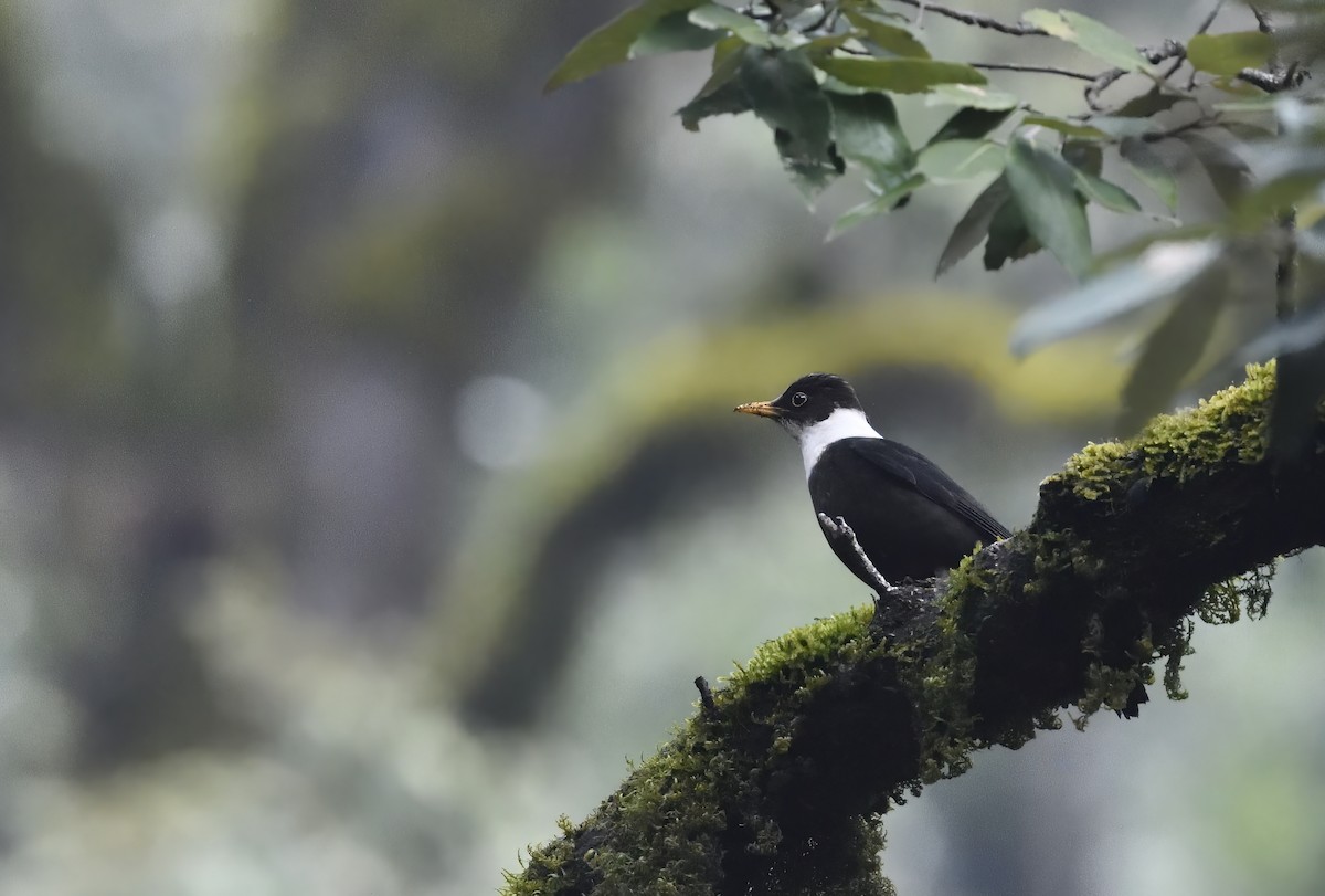 White-collared Blackbird - ML418880221